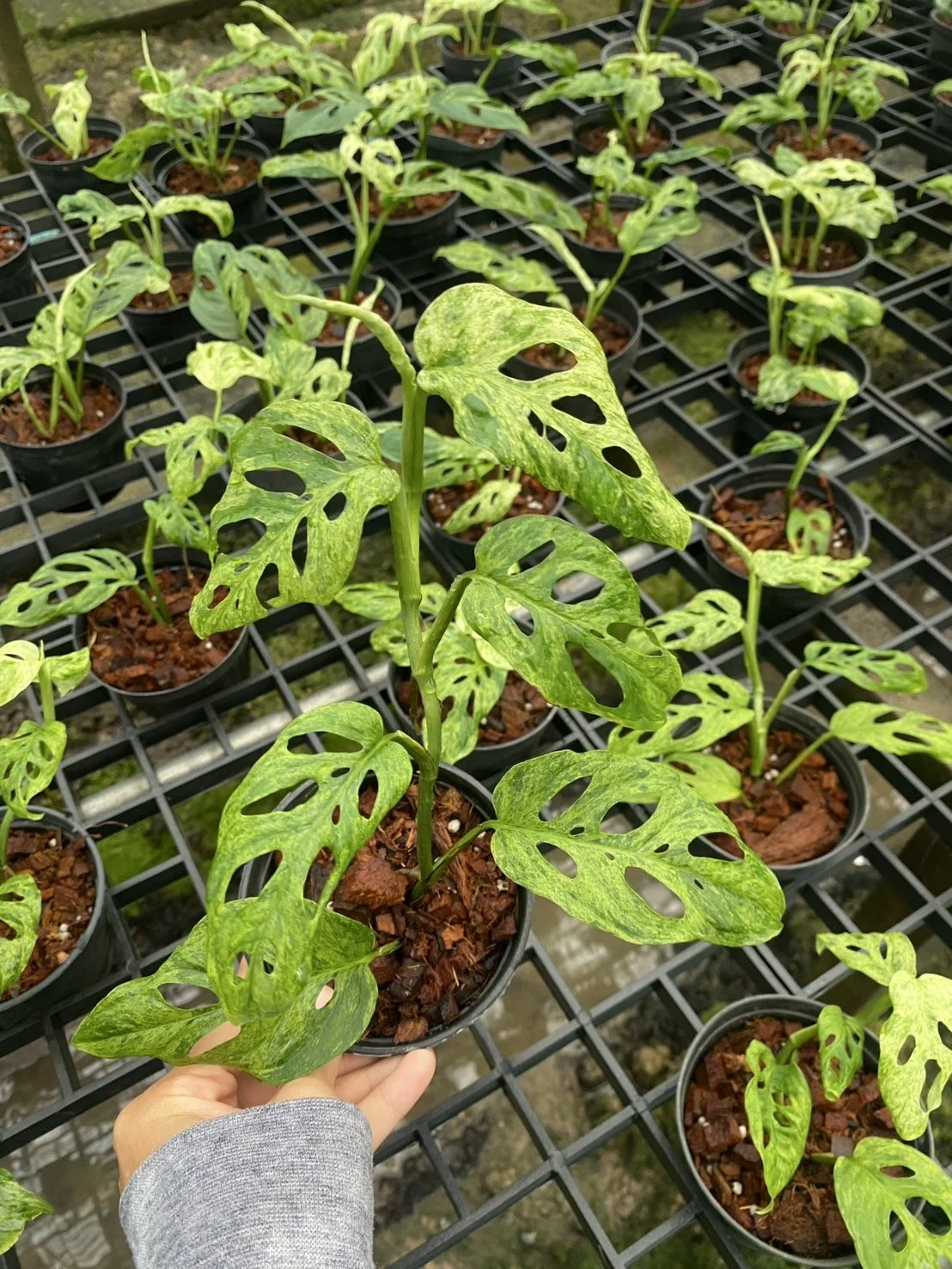 Orchid Wholesale Catalog | Kanjarin Greens